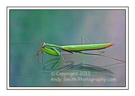 Praying Mantis